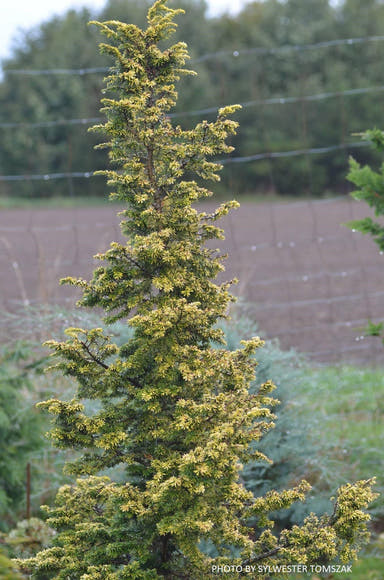Tsuga canadensis 'Everitt Golden' Dwarf Hemlock - Mr Maple │ Buy Japanese Maple Trees