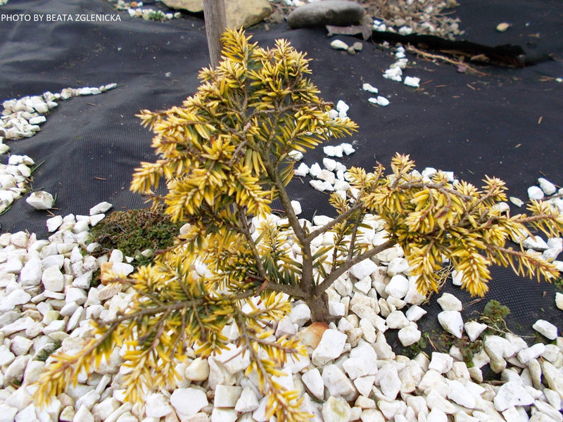 Tsuga canadensis 'Everitt Golden' Dwarf Hemlock - Mr Maple │ Buy Japanese Maple Trees
