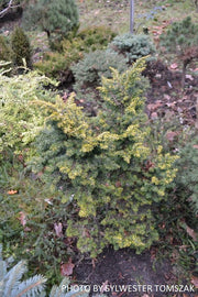 Tsuga canadensis 'Everitt Golden' Dwarf Hemlock - Mr Maple │ Buy Japanese Maple Trees