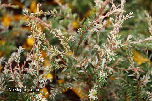 Tsuga canadensis 'Gentsch White' Canadian Hemlock - Mr Maple │ Buy Japanese Maple Trees