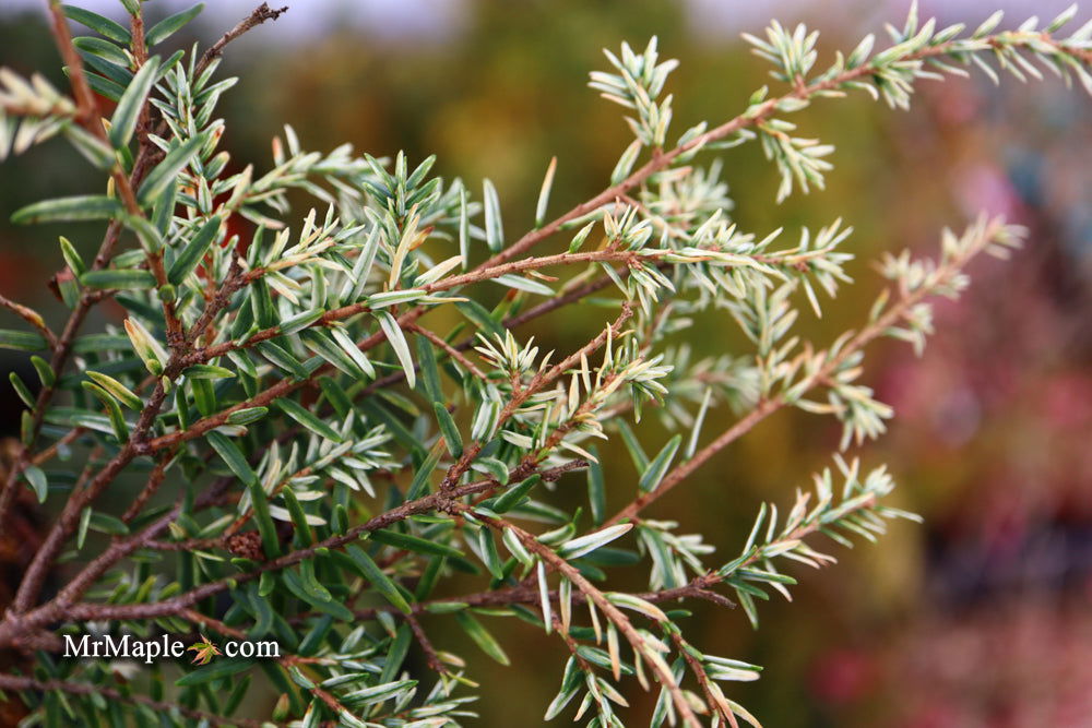 Mr Maple Tsuga canadensis Gentsch White Canadian Hemlock