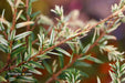 Tsuga canadensis 'Gentsch White' Canadian Hemlock - Mr Maple │ Buy Japanese Maple Trees