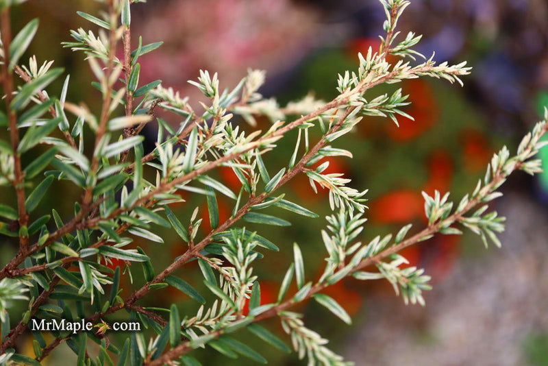 Tsuga canadensis 'Gentsch White' Canadian Hemlock - Mr Maple │ Buy Japanese Maple Trees