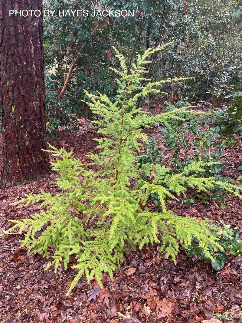 Tsuga canadensis 'Golden Splendor' Canadian Hemlock - Mr Maple │ Buy Japanese Maple Trees