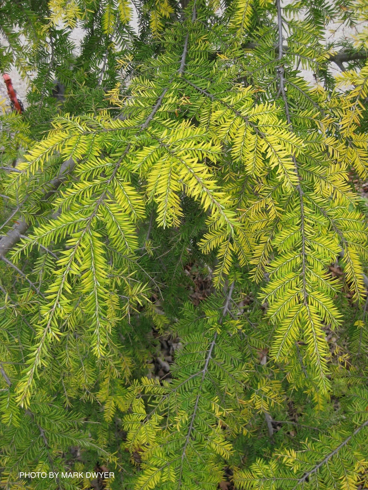 Mr Maple Tsuga canadensis Canadian Hemlock - Thumbnail 3
