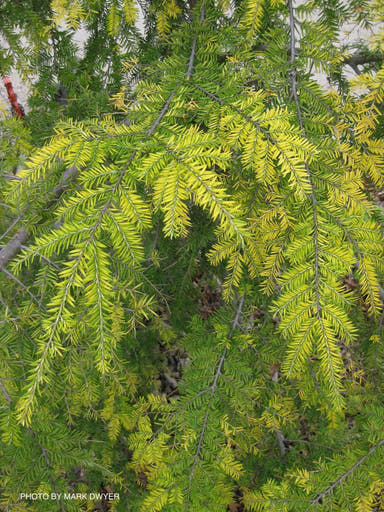 Tsuga canadensis 'Golden Splendor' Canadian Hemlock - Mr Maple │ Buy Japanese Maple Trees