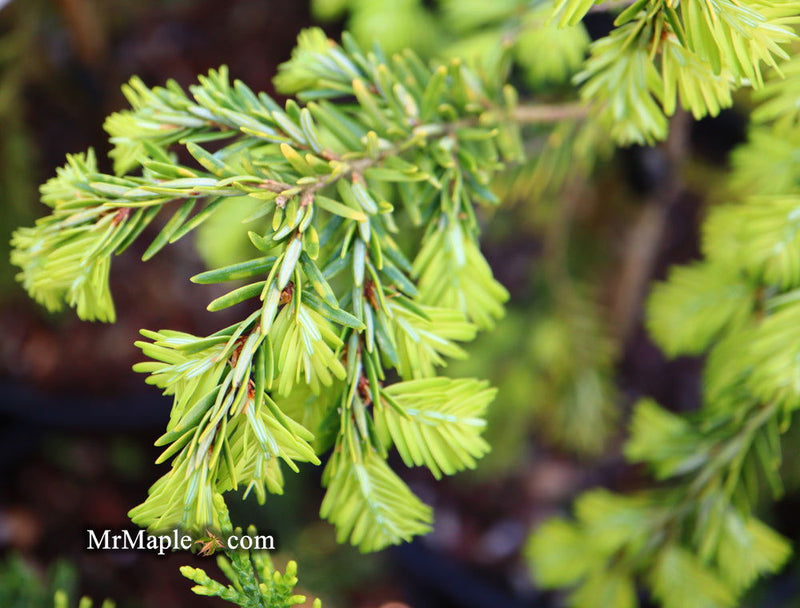 Tsuga canadensis 'Golden Splendor' Canadian Hemlock - Mr Maple │ Buy Japanese Maple Trees