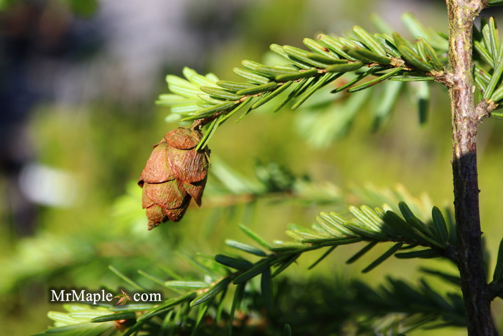 Mr Maple Tsuga canadensis Canadian Hemlock