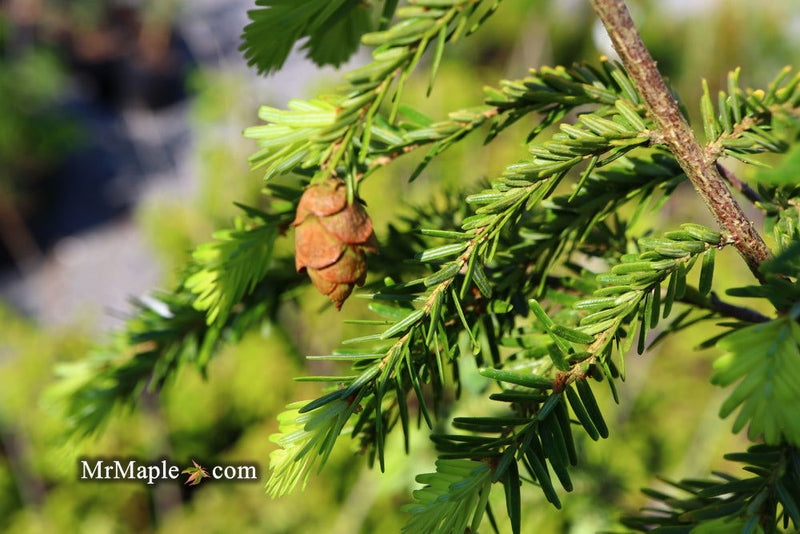 Tsuga canadensis 'Golden Splendor' Canadian Hemlock - Mr Maple │ Buy Japanese Maple Trees