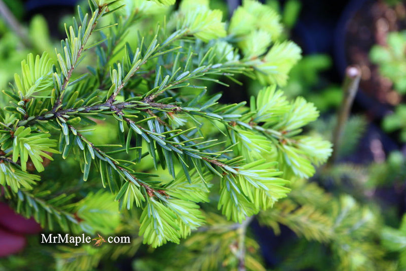 Tsuga canadensis 'Golden Splendor' Canadian Hemlock - Mr Maple │ Buy Japanese Maple Trees