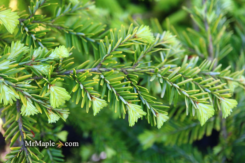 Tsuga canadensis 'Golden Splendor' Canadian Hemlock - Mr Maple │ Buy Japanese Maple Trees