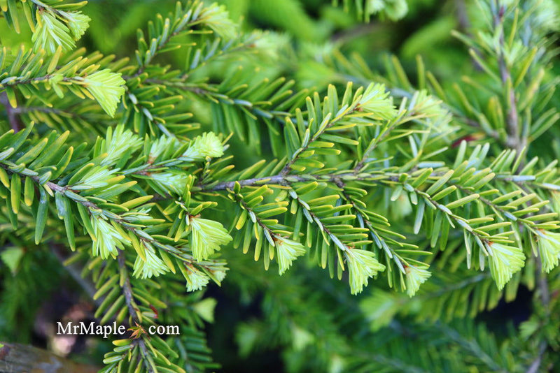 Tsuga canadensis 'Golden Splendor' Canadian Hemlock - Mr Maple │ Buy Japanese Maple Trees