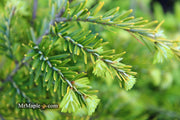 Tsuga canadensis 'Golden Splendor' Canadian Hemlock - Mr Maple │ Buy Japanese Maple Trees