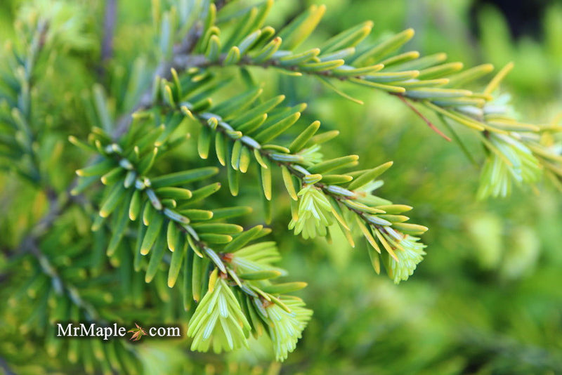Tsuga canadensis 'Golden Splendor' Canadian Hemlock - Mr Maple │ Buy Japanese Maple Trees