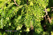 Tsuga canadensis 'Golden Splendor' Canadian Hemlock - Mr Maple │ Buy Japanese Maple Trees