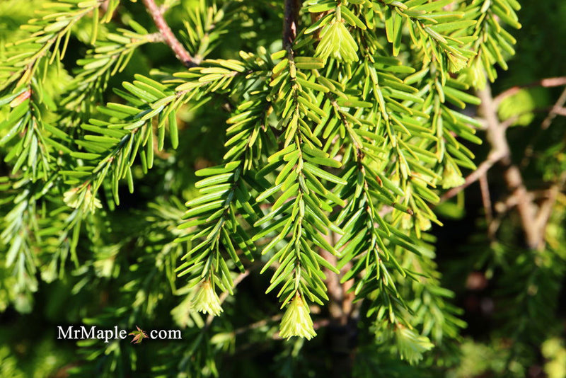 Tsuga canadensis 'Golden Splendor' Canadian Hemlock - Mr Maple │ Buy Japanese Maple Trees
