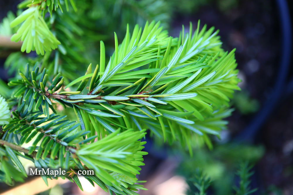 Mr Maple Tsuga canadensis Canadian Hemlock - Thumbnail 5