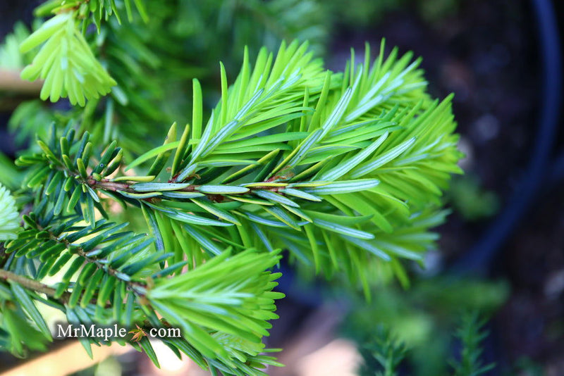 Tsuga canadensis 'Golden Splendor' Canadian Hemlock - Mr Maple │ Buy Japanese Maple Trees