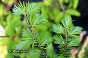 Tsuga canadensis 'Golden Splendor' Canadian Hemlock - Mr Maple │ Buy Japanese Maple Trees