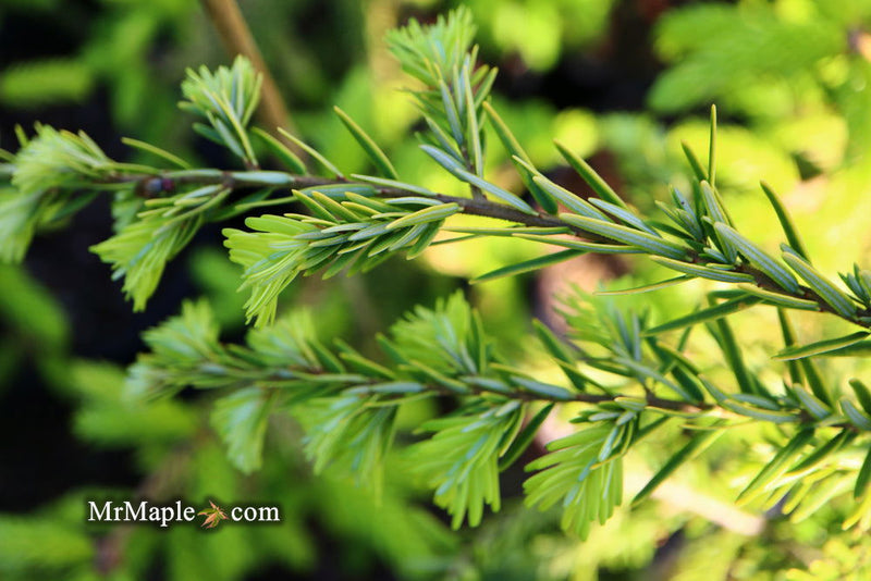 Tsuga canadensis 'Golden Splendor' Canadian Hemlock - Mr Maple │ Buy Japanese Maple Trees
