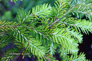 Tsuga canadensis 'Golden Splendor' Canadian Hemlock - Mr Maple │ Buy Japanese Maple Trees