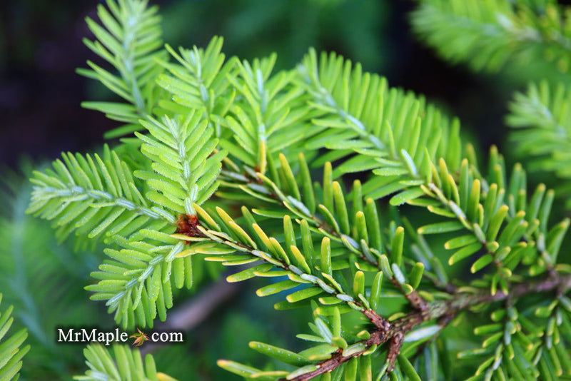 Tsuga canadensis 'Golden Splendor' Canadian Hemlock - Mr Maple │ Buy Japanese Maple Trees