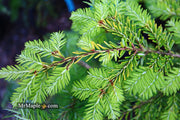 Tsuga canadensis 'Golden Splendor' Canadian Hemlock - Mr Maple │ Buy Japanese Maple Trees