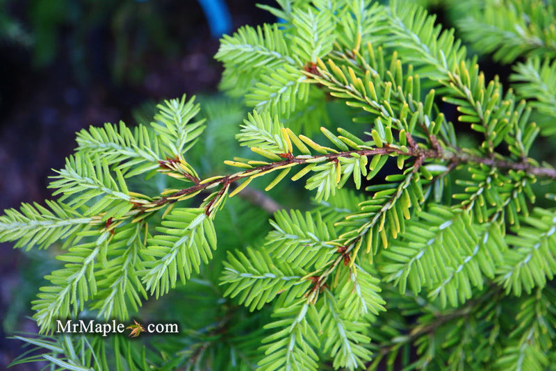 Tsuga canadensis 'Golden Splendor' Canadian Hemlock - Mr Maple │ Buy Japanese Maple Trees