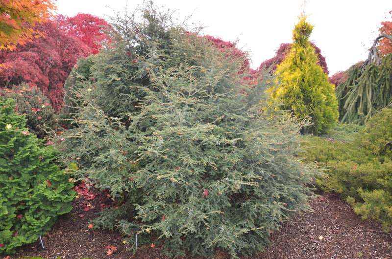 Tsuga canadensis 'Horsford Contorted' Dwarf Twisted Hemlock - Mr Maple │ Buy Japanese Maple Trees