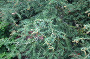 Tsuga canadensis 'Horsford Contorted' Dwarf Twisted Hemlock - Mr Maple │ Buy Japanese Maple Trees
