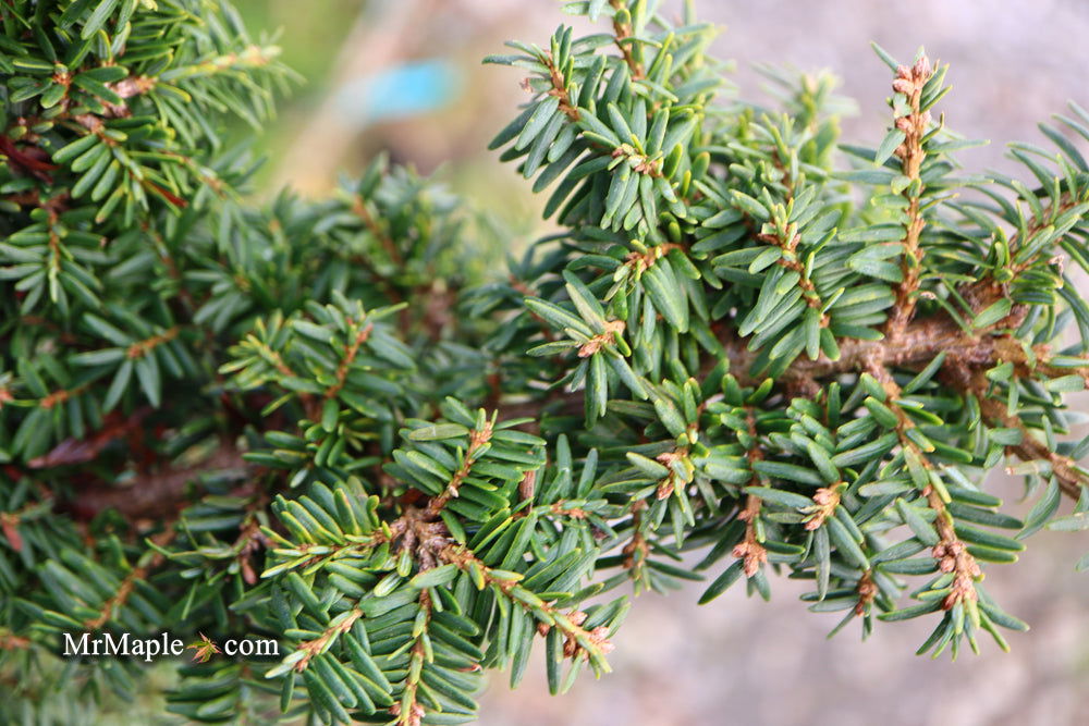 Tsuga canadensis Hussii Canadian Hemlock - Thumbnail 5