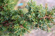 Tsuga canadensis 'Hussii' Canadian Hemlock - Mr Maple │ Buy Japanese Maple Trees