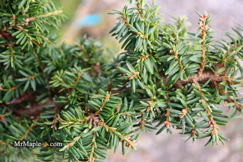 Tsuga canadensis 'Hussii' Canadian Hemlock - Mr Maple │ Buy Japanese Maple Trees