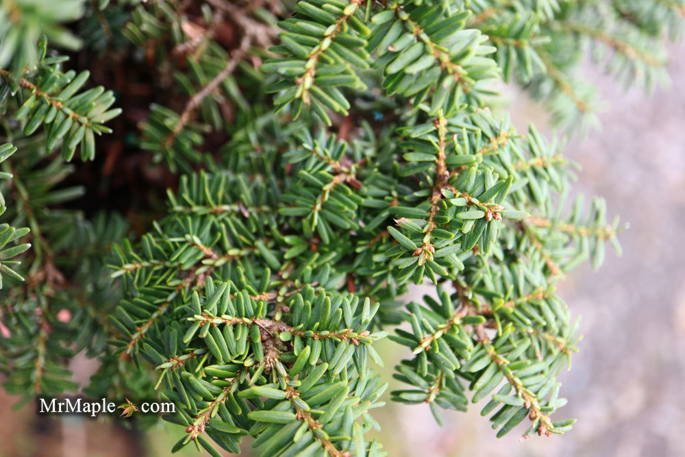 Tsuga canadensis Hussii Canadian Hemlock