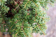 Tsuga canadensis 'Hussii' Canadian Hemlock - Mr Maple │ Buy Japanese Maple Trees