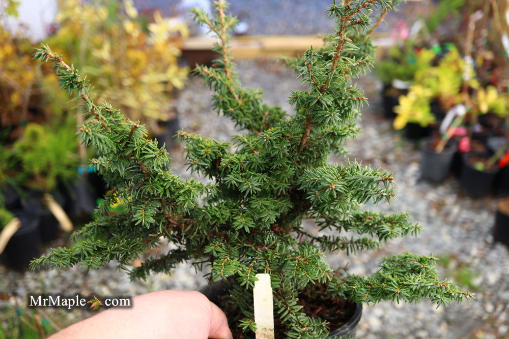 Tsuga canadensis Hussii Canadian Hemlock - Thumbnail 4