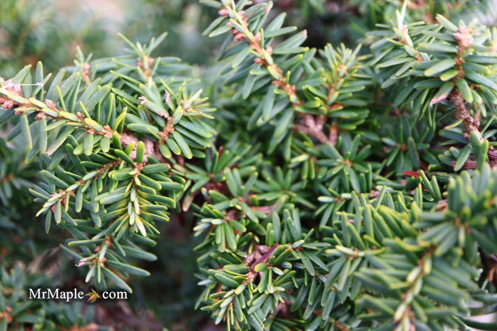 Tsuga canadensis Hussii Canadian Hemlock - Thumbnail 2