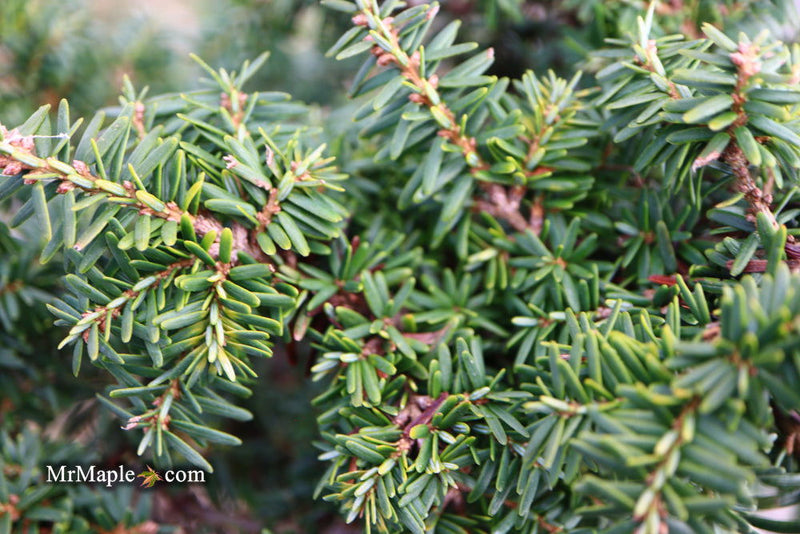 Tsuga canadensis 'Hussii' Canadian Hemlock - Mr Maple │ Buy Japanese Maple Trees