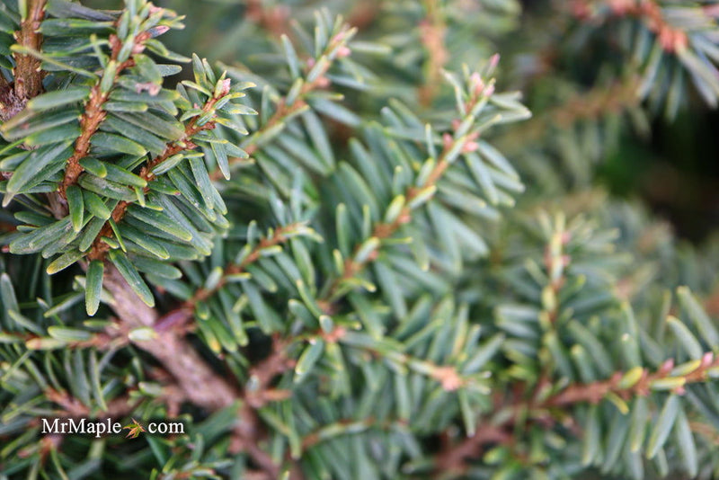 Tsuga canadensis 'Hussii' Canadian Hemlock - Mr Maple │ Buy Japanese Maple Trees