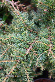 Tsuga canadensis 'Hussii' Canadian Hemlock - Mr Maple │ Buy Japanese Maple Trees