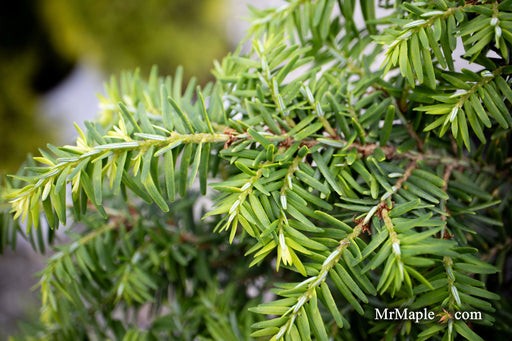 Tsuga canadensis 'Kingsville #1' Dwarf Canadian Hemlock - Mr Maple │ Buy Japanese Maple Trees