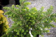 Tsuga canadensis 'Kingsville #1' Dwarf Canadian Hemlock - Mr Maple │ Buy Japanese Maple Trees