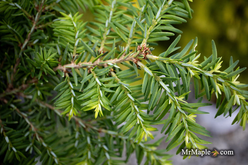 Tsuga canadensis 'Kingsville #1' Dwarf Canadian Hemlock - Mr Maple │ Buy Japanese Maple Trees
