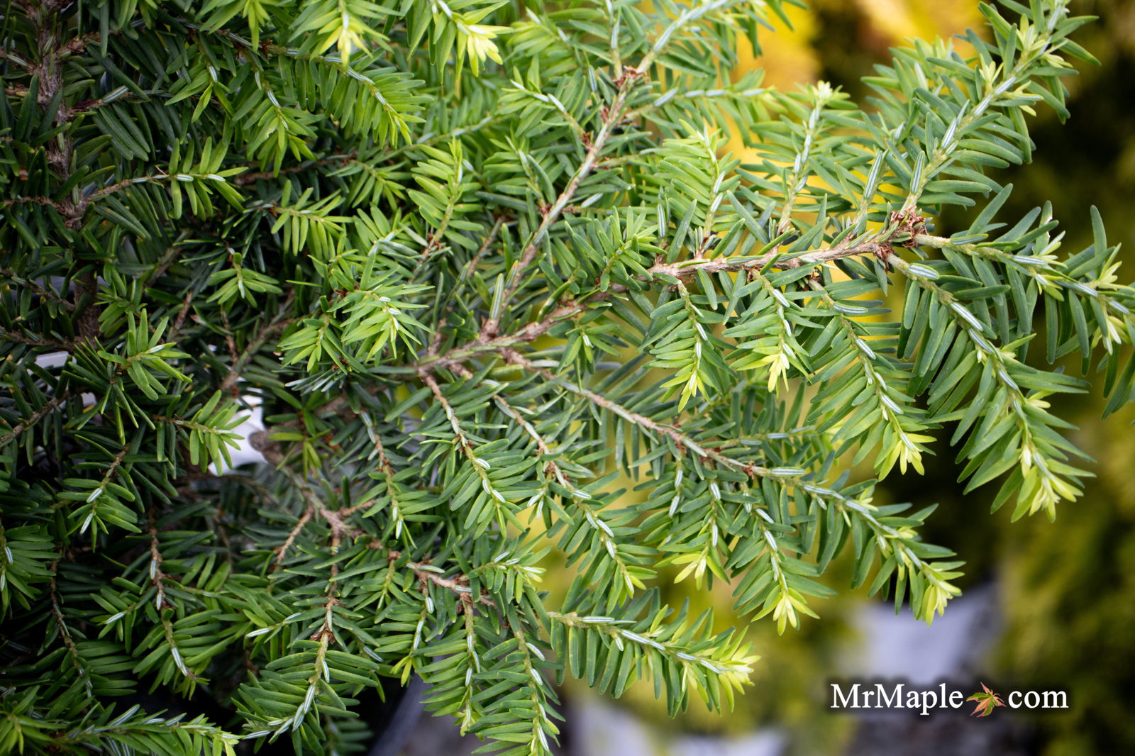 Mr Maple Tsuga canadensis 'Kingsville' Canadian Hemlock - Thumbnail 2
