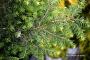 Tsuga canadensis 'Kingsville #1' Dwarf Canadian Hemlock - Mr Maple │ Buy Japanese Maple Trees