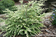 Tsuga canadensis 'Moon Frost' Variegated Dwarf Hemlock - Mr Maple │ Buy Japanese Maple Trees