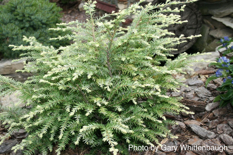 Tsuga canadensis 'Moon Frost' Variegated Dwarf Hemlock - Mr Maple │ Buy Japanese Maple Trees