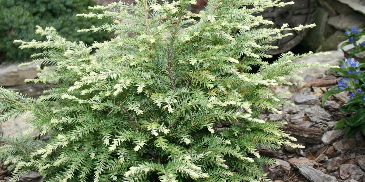Buy Tsuga canadensis 'Moon Frost' Variegated Dwarf Hemlock — Mr