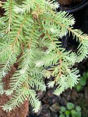 Tsuga canadensis 'Moon Frost' Variegated Dwarf Hemlock - Mr Maple │ Buy Japanese Maple Trees