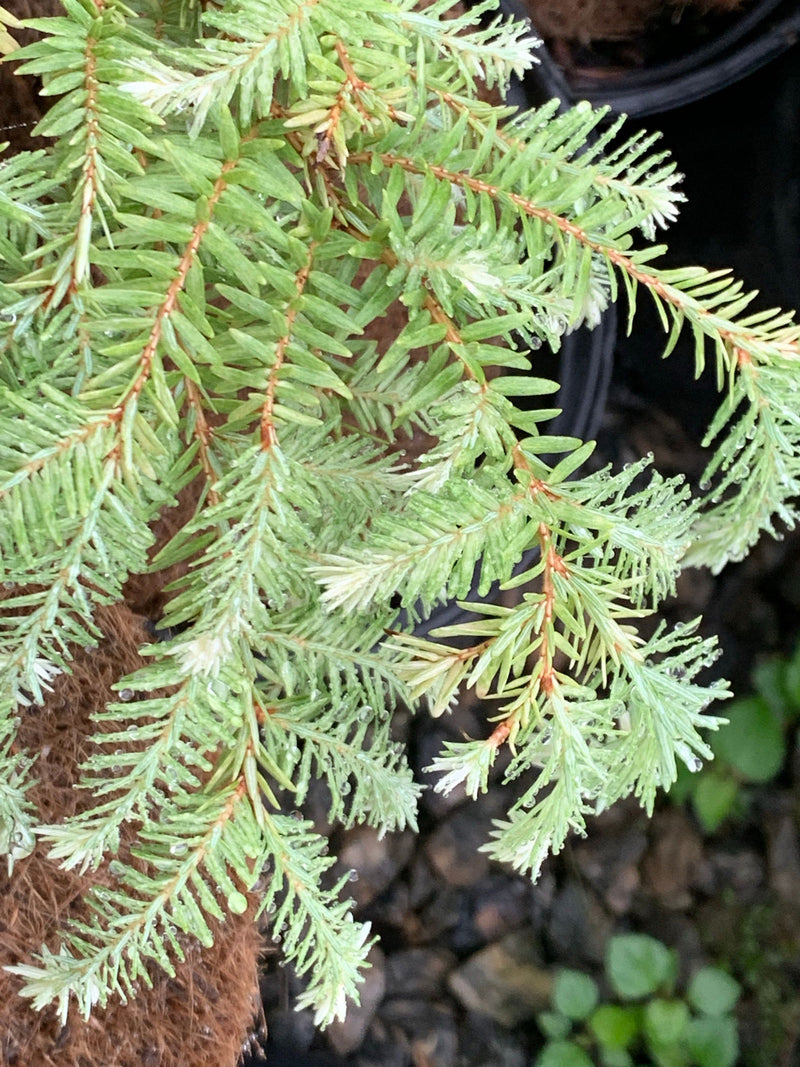 Tsuga canadensis 'Moon Frost' Variegated Dwarf Hemlock - Mr Maple │ Buy Japanese Maple Trees